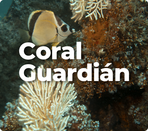 Coral Guardián Banner